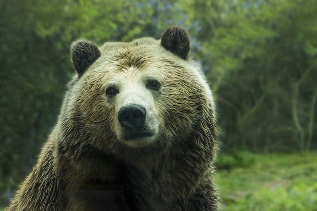 22 Rookie Mistakes New Backpackers Make and How To Avoid Them 12 rookie backpacking mistakes with bear safety