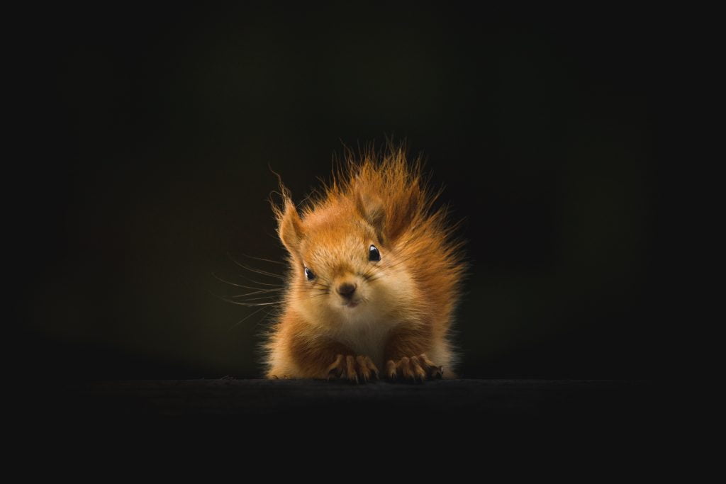 How Long Does It Take For Paper To Decompose: 5 Reasons to Pack It Out 4 how trash effects wildlife
