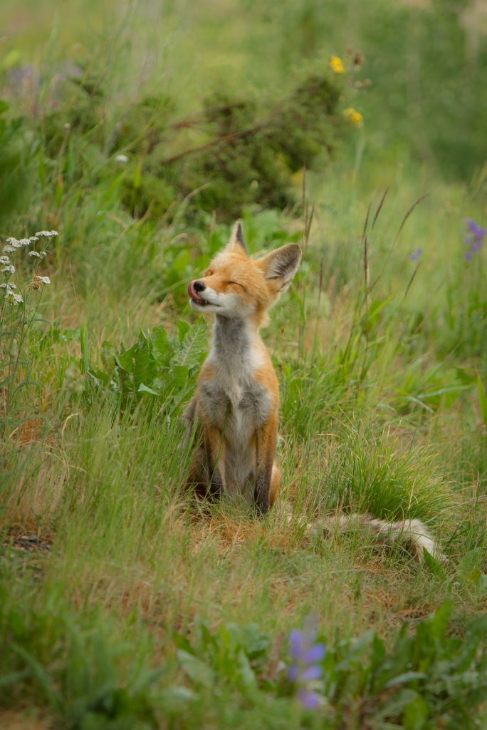 What are the Leave No Trace 7 Principles? 8 leave no trace 7 principles wildlife
