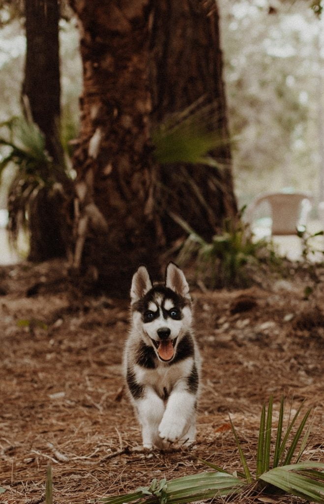 #LoveYourCrag: 34 Ways Climbers Can Protect Their Crags and Planet 29 keep dogs on leash at the crag to be a more sustainable rock climber