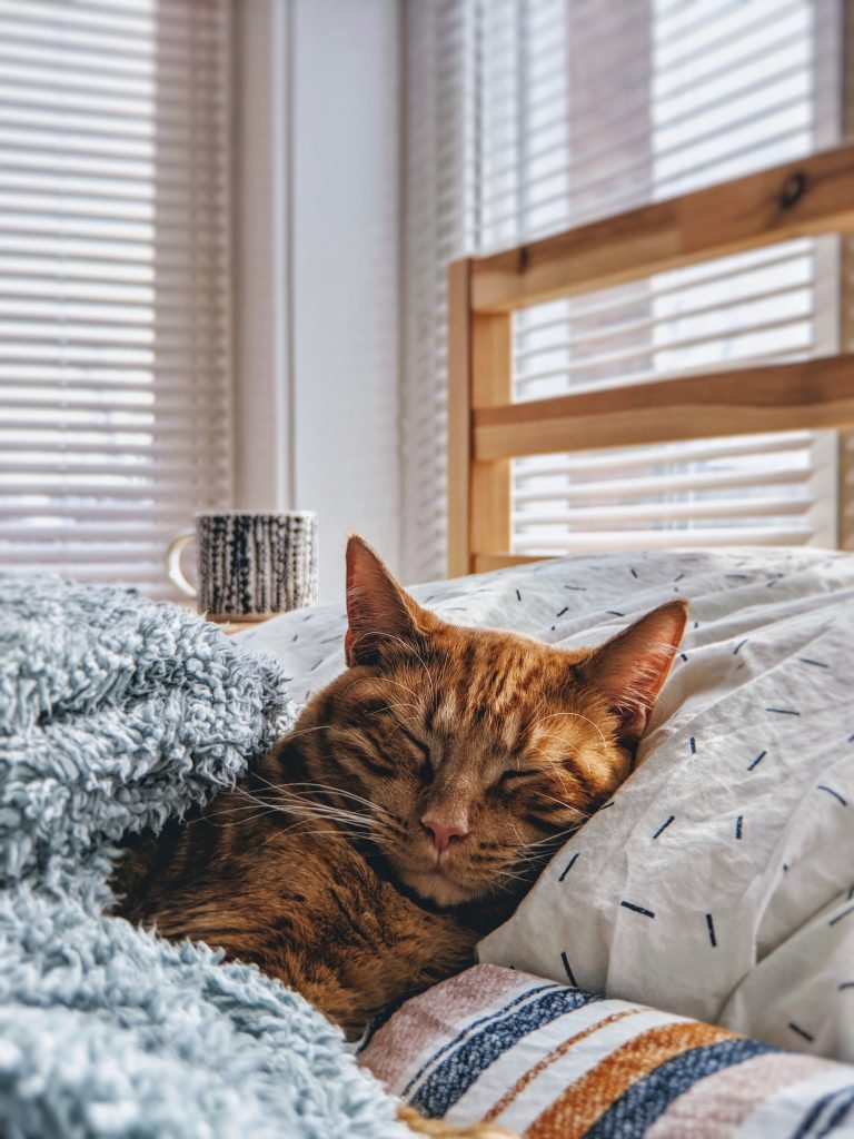 How to Save Money on Accommodation When You Travel 3 save money housesitting