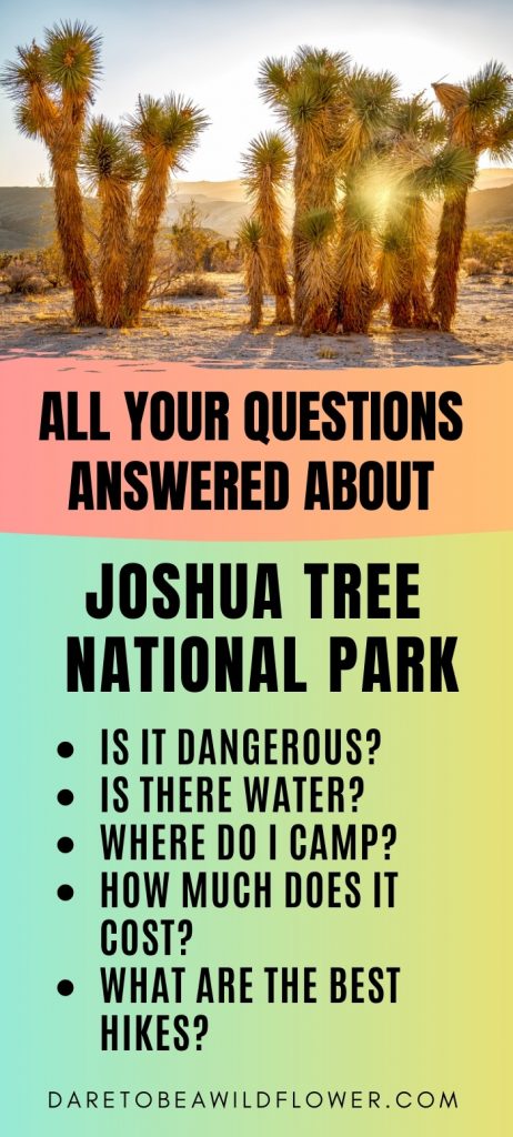 plan a trip to visit joshua tree national park 1