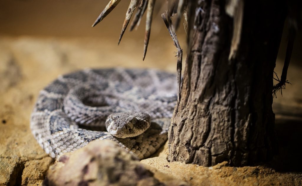 rattle snakes when you visit Joshua Tree national park