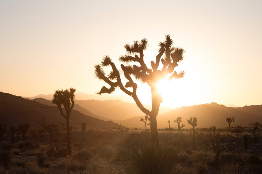 visit joshua tree tips 1