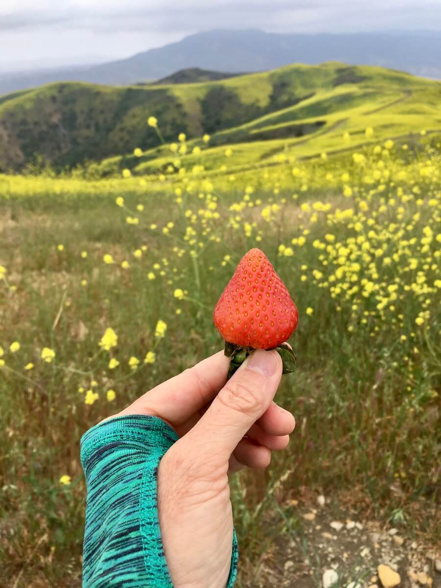 How to Be Sustainable While Camping 3 Fresh strawberries on a spring hike in California.