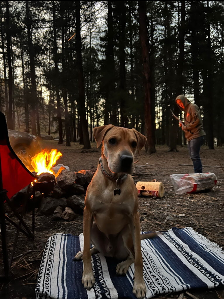 Camping In the Rain: A Definitive Guide (Based on my experience!) 5 A dog sits on a blanket in front of a campfire.