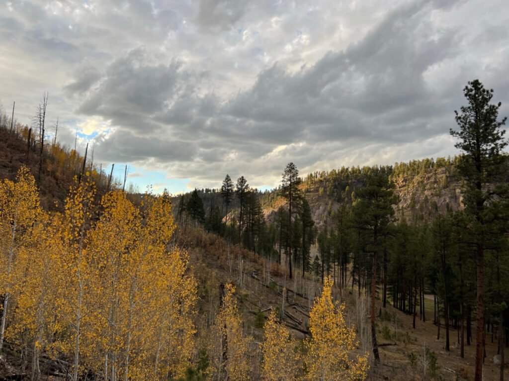 Camping In the Rain: A Definitive Guide (Based on my experience!) 2 Aspen trees in a forest under a cloudy sky.