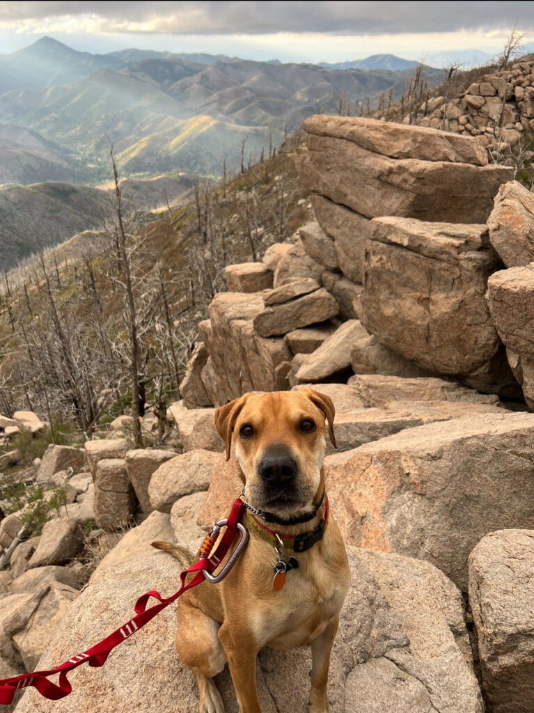 First-Time Tent Camping With Your Dog: Tips & Checklist To Be Prepared! 9 IMG 1881