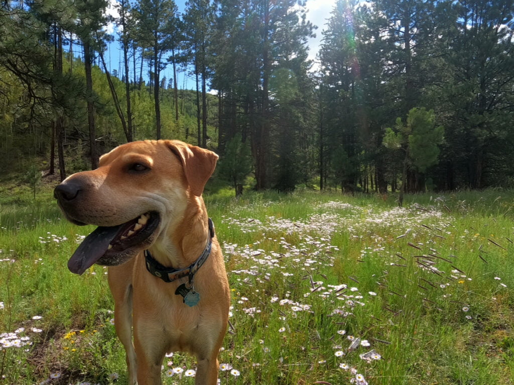 First-Time Tent Camping With Your Dog: Tips & Checklist To Be Prepared! 6 IMG 1882