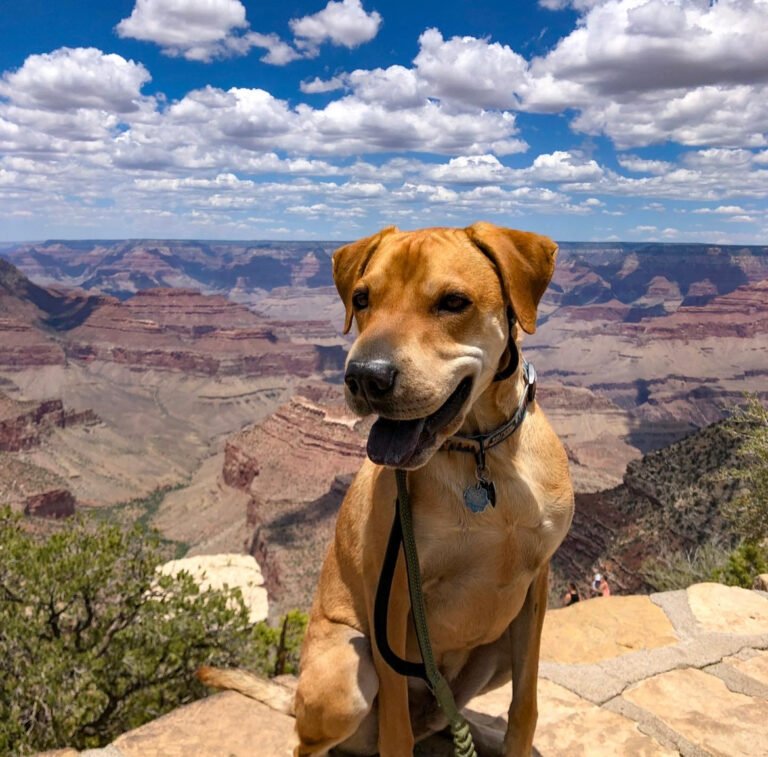 First-Time Tent Camping With Your Dog: Tips & Checklist To Be Prepared!