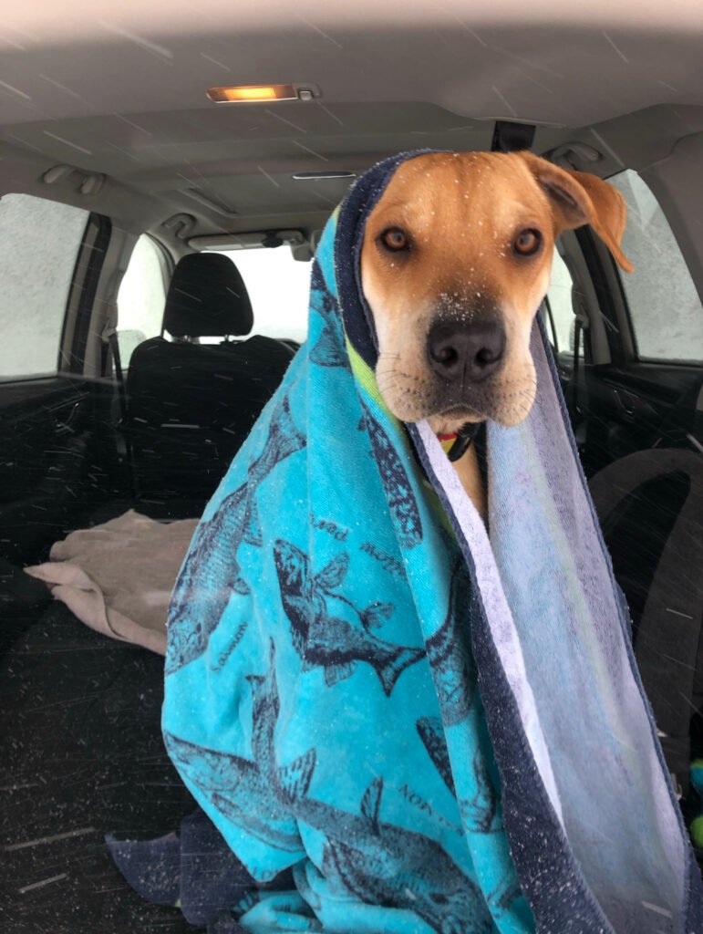 First-Time Tent Camping With Your Dog: Tips & Checklist To Be Prepared! 7 IMG 1887