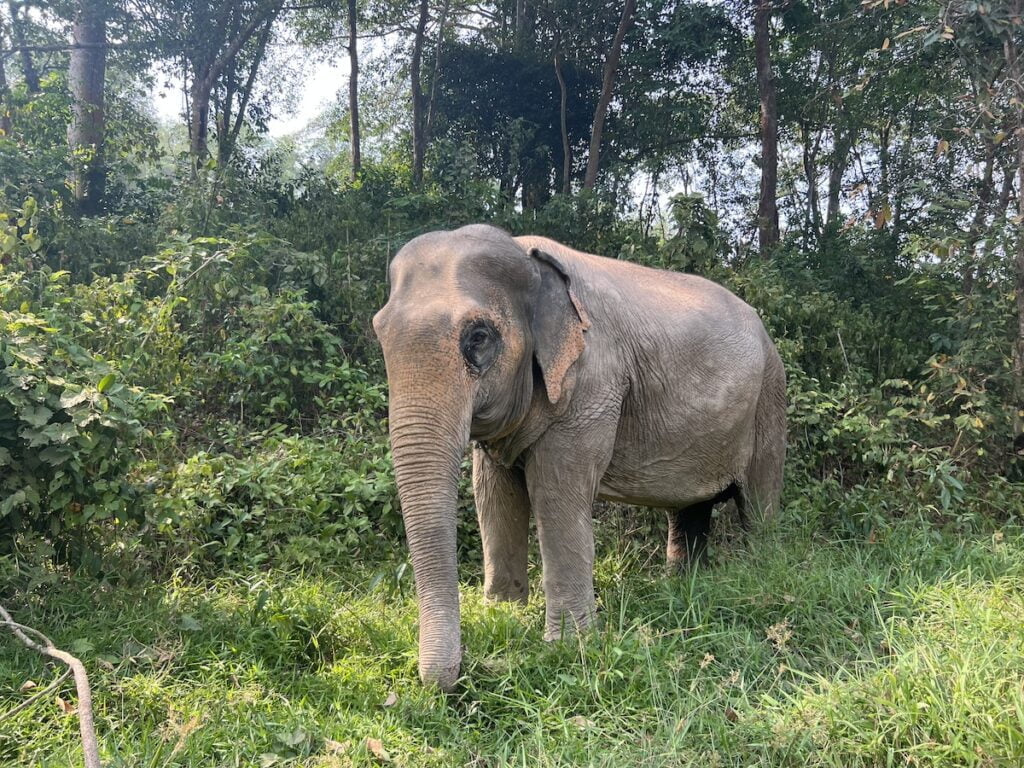 A majestic elephant standing in the middle of a lush green field in Thailand.